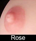 Rose WM
